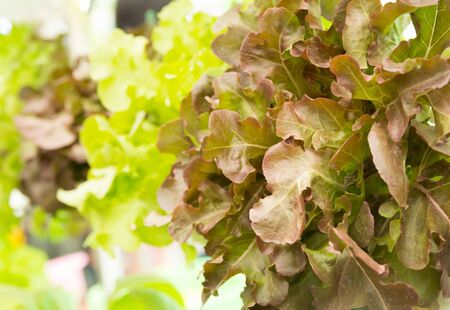 close up of red oak lettuceの写真素材