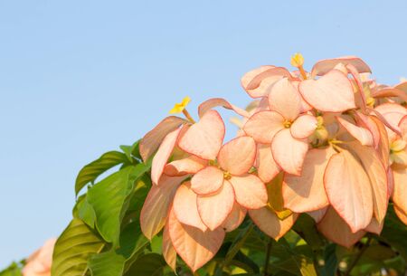 Dona Queen Sirikit Flower with Sky Backgroundの写真素材