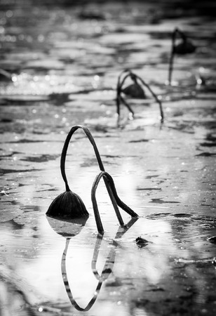 black and white photo of dried lotus in the pondの写真素材
