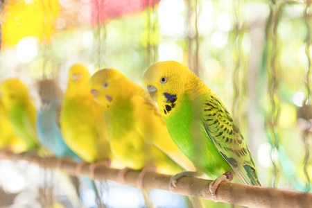 little budgerigar in a birdcageの写真素材