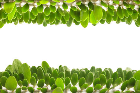 row of small green leaves border isolated on white backgroundの写真素材