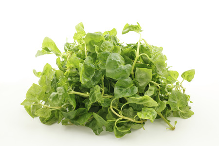 pile of watercress on white background
