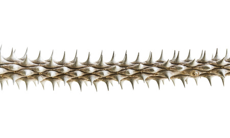 Twig with thorns isolated on a white backgroundの写真素材