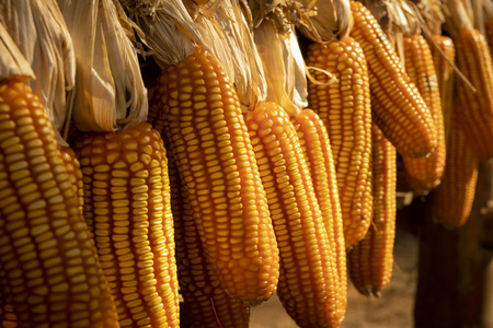 row of peeled dried raw corn with sunlight in the afternoon