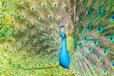 blue male indian peacock spread feathersの写真素材