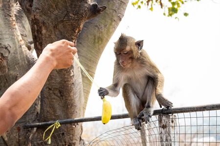 Hand of man feeding banana to long-tailed macaque monkey