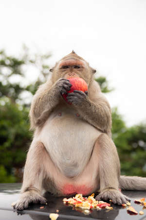 macaque monkey eating an appleの写真素材