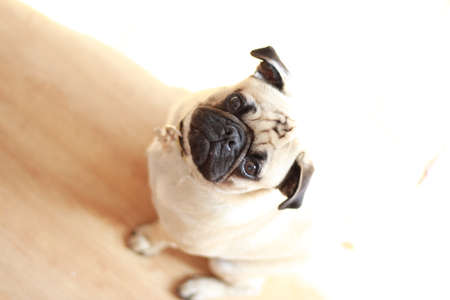 Pug sitting on the floorの写真素材