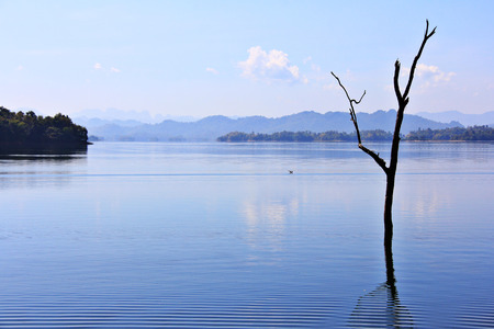 Single dead tree lying on the blue waterの写真素材