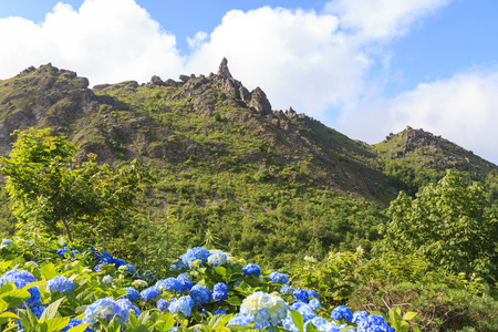 View of hydrangea flower and Usu-zan mountain (Mount Usu), an active volcano near Toya lake, the famous tourist attraction of Hokkaido, Japanの写真素材