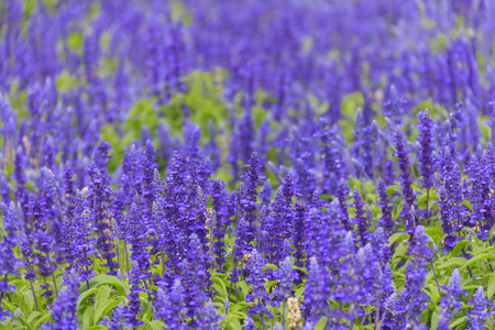 Purple lavender flower field in summer at Furano, Hokkaidoの写真素材