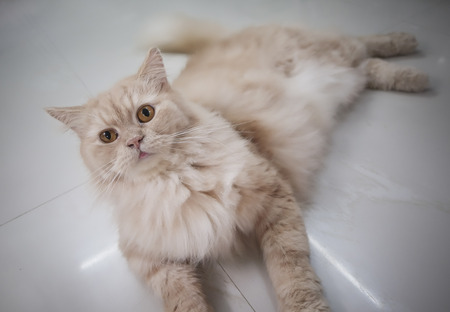 Persian adorable cat, close-up funny fluffy face, in sepia tone colorの写真素材