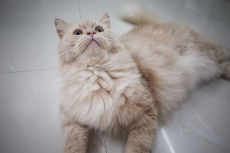 Persian adorable cat, close-up funny fluffy face, in sepia tone colorの写真素材