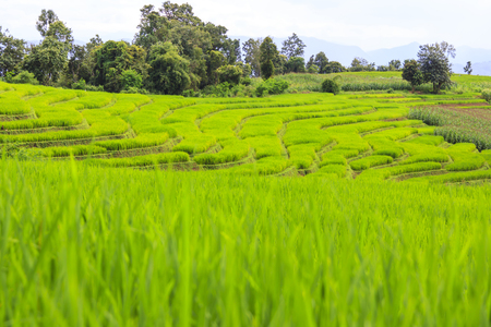 Fresh green rice terrace field and cloudy sky in rainy season, at Baan Pa Bong Pieng, northern of Chiang Mai, Thailand.の写真素材