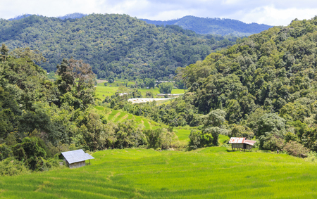 Fresh green rice terrace field in rainy season before harvest time, in countryside of Chiang Mai, Thailandの写真素材