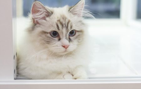 Young cute Persian Munchkin cat, with white and grey color long hair and big blue eyes, in sit posing and looking at a cat toy.の写真素材
