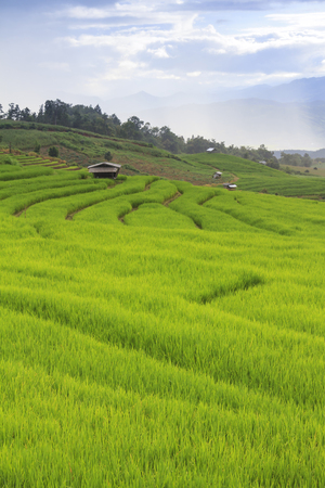 Green rice terrace field and cloudy sky in rainy season, at Baan Pa Bong Pieng mountain valley, northern of Chiang Mai, Thailand.の写真素材