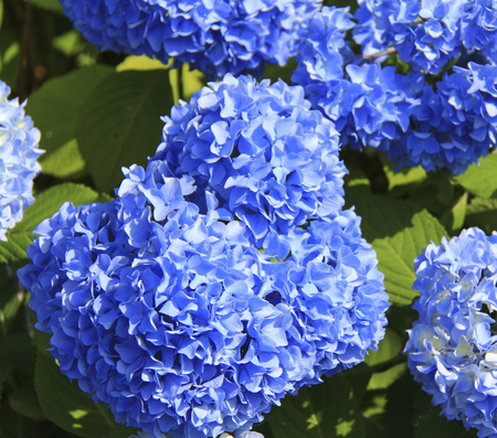 Close-up Japanese blue Hydrangea flower in bloom in sunny day of summer seasonの写真素材