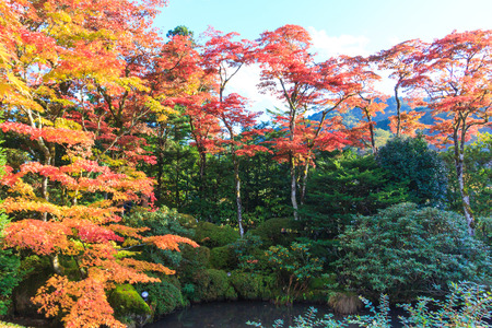 Red maple leaves in autumn season at Shoyo-en Japanese garden of Nikko, Japanの写真素材