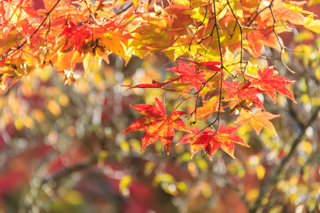 Red maple leaves in autumn season with blurred background, taken from Japan.の写真素材