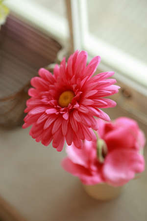 pink flowerの写真素材