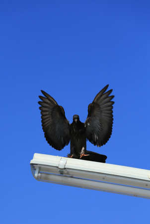 landing black crowの写真素材