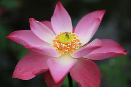 blooming flowerの写真素材