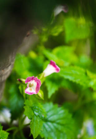 something hidden in the bushの写真素材