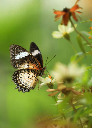 lateral view of a mothの写真素材