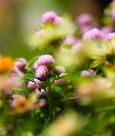 in the middle of a bushの写真素材