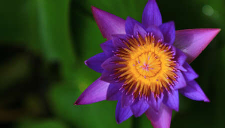 purple lotusの写真素材