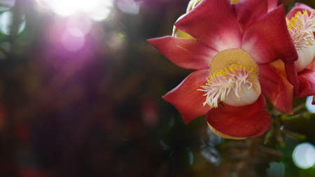 canonball and flareの写真素材