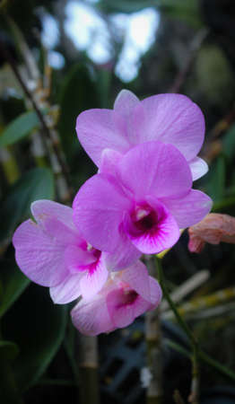 purple orchidの写真素材