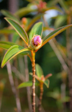 budding wild floraの写真素材