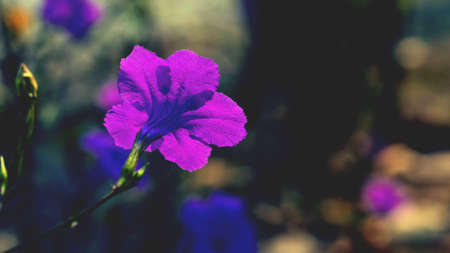 Backside of the flower の素材