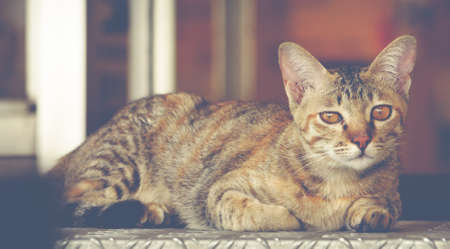 wooing catの写真素材