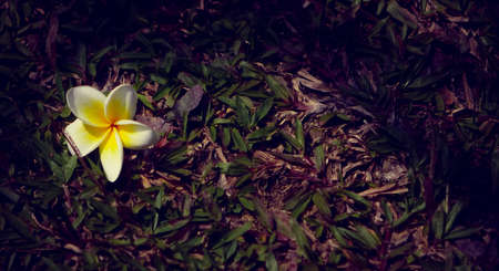 blooming on the groundの写真素材