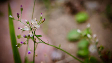 grass flowerの写真素材