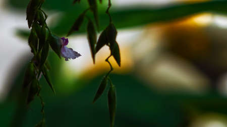 morning glory in the darkの写真素材
