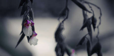 outstanding morning gloryの写真素材