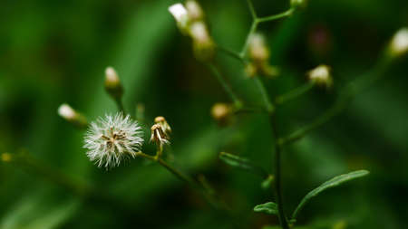 grass flowerの写真素材