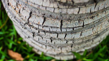 rough barkの写真素材