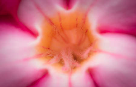 center pollenの写真素材