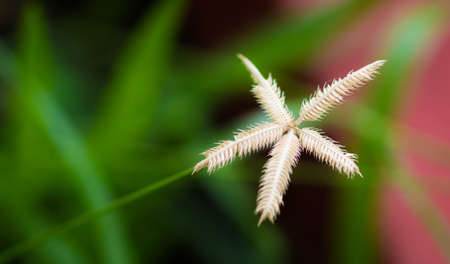 one grass flowerの写真素材