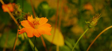 orange flowerの写真素材