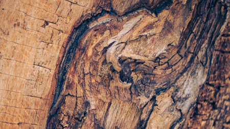 a texture of tree barkの写真素材
