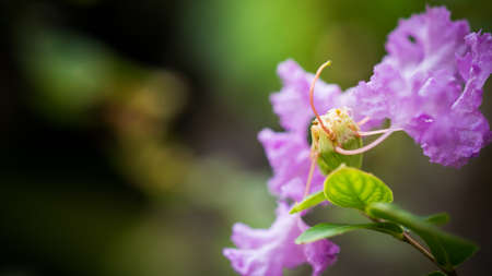 blooming pink flowerの写真素材