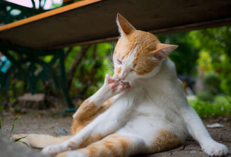 cat lick fingers