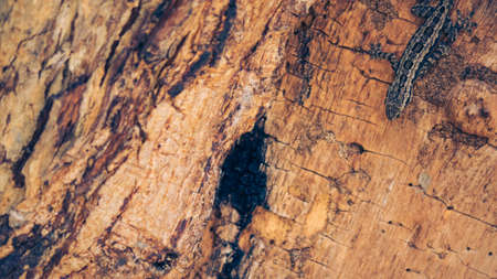 a gekko climbed down the treeの写真素材