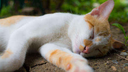 sleeping cat in the backyardの写真素材